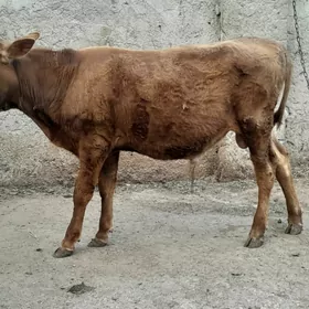 okuzce