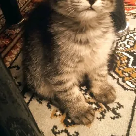 Pişik-Kotyata