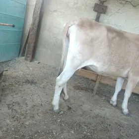 Sygyr gòleli