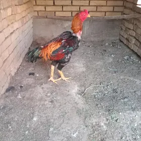 horaz