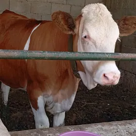 tüwe