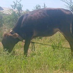 göle gulajyn
