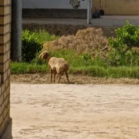 gurwanyk goç