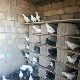 kepderi