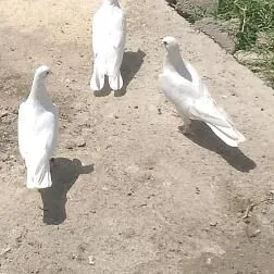 kepderi