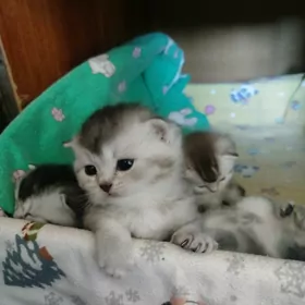 шотландские котята