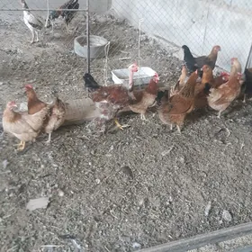 Turkmen towuk