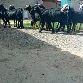 Gecıler Erkecler semız