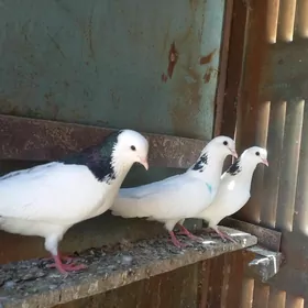 kepderi