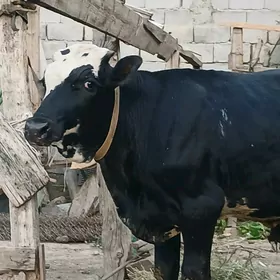 Öküz