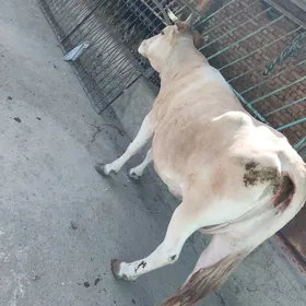 sygyr