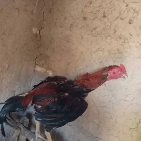 Baysow pirçe