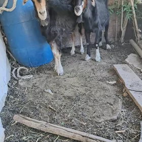 geçi