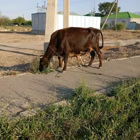 sygyr goleli