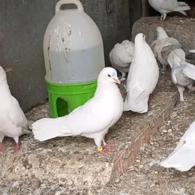 kepderi