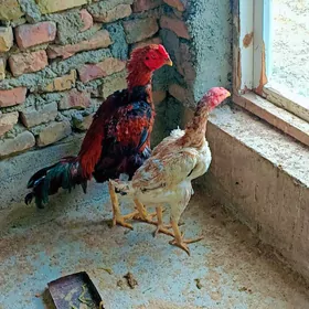 horaz maki