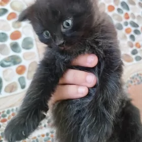 котята