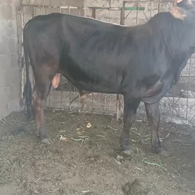 swes arasss okuz 2 yasynda