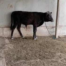 Öküzçe