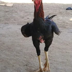 Horaz