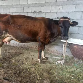 Sygyr
