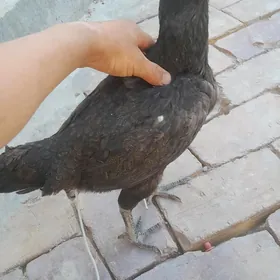 Baýsy Mäki
