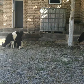 çewiş