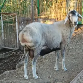 парода кочкар