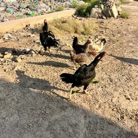 tovuklar