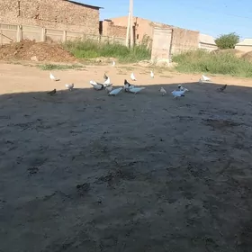 kepderi