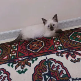 сиамский котята