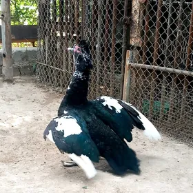 Beyik indawutga erkek  ordek