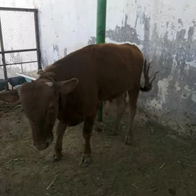 Okuz gole