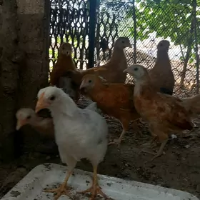 Arassa Turkmen juje