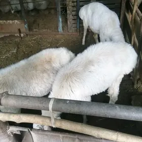 kockar