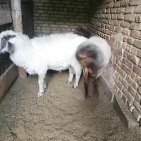 kockar