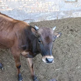 okuzce