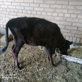 göle