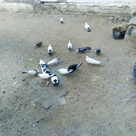 kepderi