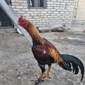 Horaz