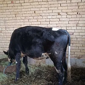 5 sany öküz