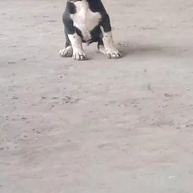garabas