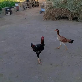 baýes horaz