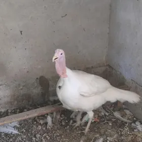 Ündük