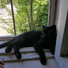 gara pişik
