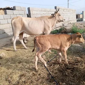 4 Goleli sygyr