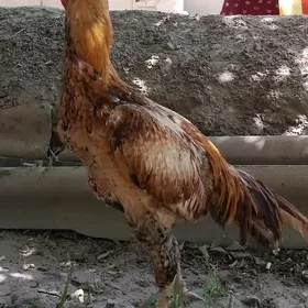 horaz