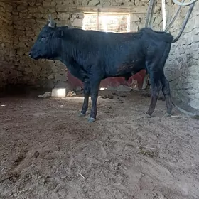 okiz 2 yasan