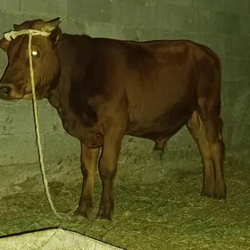Ökuz