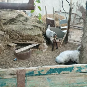 işşek